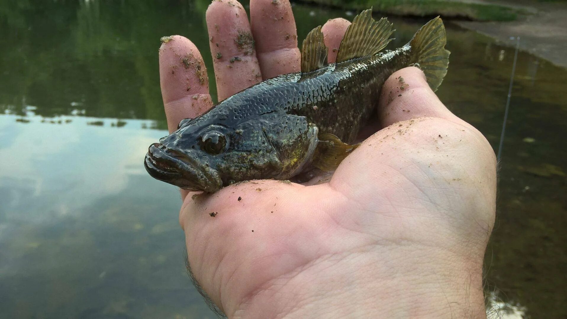 Карась размеры. Карась и бычок. Кобяйский карась фото. Карась и бычок. Карась вес.
