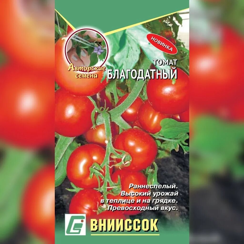 ВНИИССОК томат Благодатный. Семена ВНИИССОК томат. Земба томат. Сорт томата Мамонтенок. Томат мамонтенок купить семена