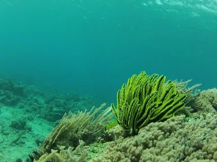 Как называется море водорослей