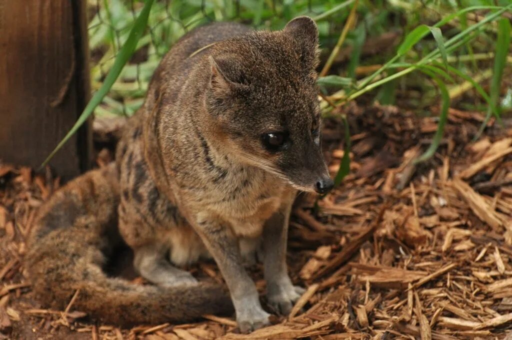 Цибетовая кошка влажных. Фаналока (Fossa). Фаналука (Fossa fossana). Циветта Фосса. Фаналука Мадагаскар.