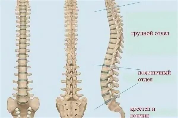 Болит хвост