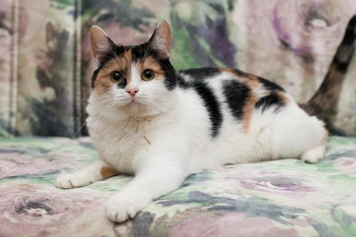 Пол трехцветного котенка. Сибирская кошка трехцветная короткошерстная. Американская короткошерстная кошка трехцветная. Сибирская кошка трехцветный окрас. Черепаховая Калико.