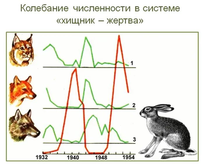 На графиках продемонстрированы изменения численности жертвы зайцев. Волны жизни популяционные волны. Колебание численности популяций, волны жизни. Популяционные волны, "волны жизни"(с. с. Четвериков) -. Колебания численности Зайцев и хищников.