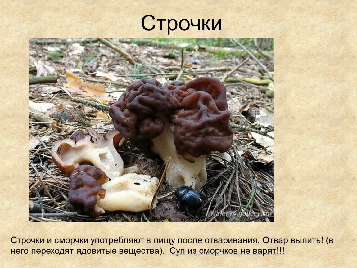 Строчок обыкновенный ядовитый гриб. 5. Строчок обыкновенный – Gyromitra esculenta. Сморчки грибы ядовитые. Строчки и сморчки грибы.