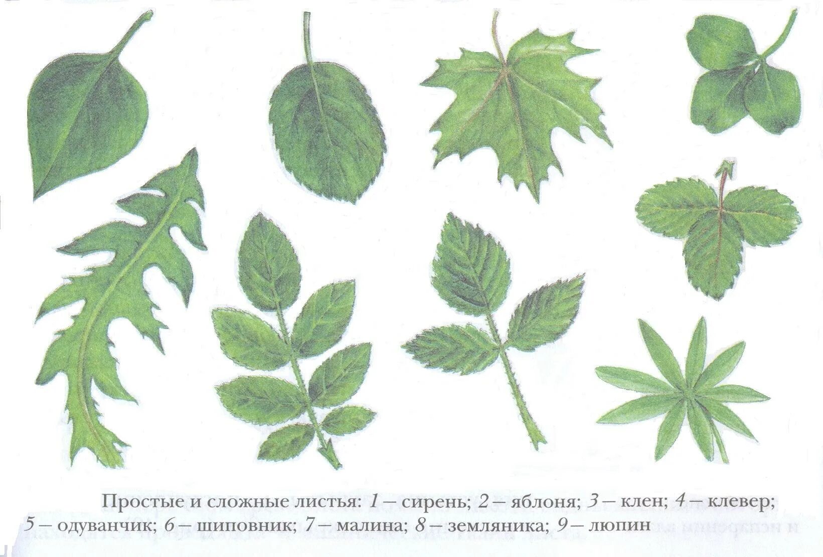 Простые листья могут быть. Жилкование листа клена. Жилкование листа каштана. Тип жилкования кленового листа. Тройчатосложный черешковый лист.