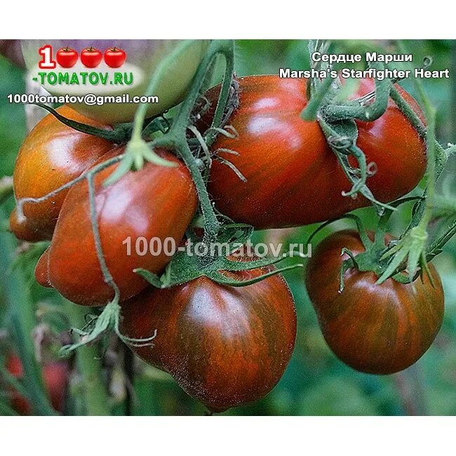 синие помидоры сердце марши купить. сердце сердце марши томат. томат сердце марши характеристика и описание отзывы. томат сердце марши. сердце марши томат описание.