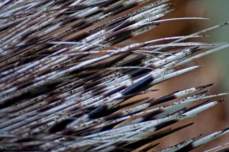 Метательные иглы дикобраза. Игла дикобраза. Дикобраз вильбур райт. Шипы дикобраза. Хохлатый дикобраз альбинос.