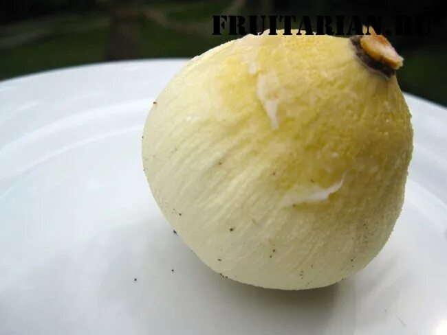 яблоко и кокос. кокосовое молоко. кольца яблок с кокосом. кокосовое яблоко. кокосовое яблоко.