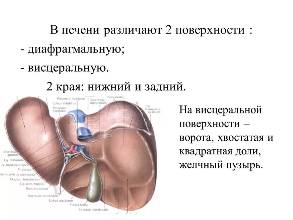 Край печени острый. Доли печени на нижней (висцеральной) поверхности. Печень строение анатомия борозды. Висцеральная поверхность печени анатомия. Висцеральная поверхность печени вид снизу синтопия.