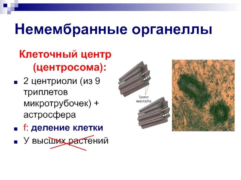 Деление центриолей