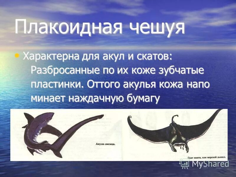 Общая характеристика скатов. Хрящевые рыбы акулы представители. Плакоидная чешуя хрящевых рыб. Характеристика акул. Таблица акулы скаты.