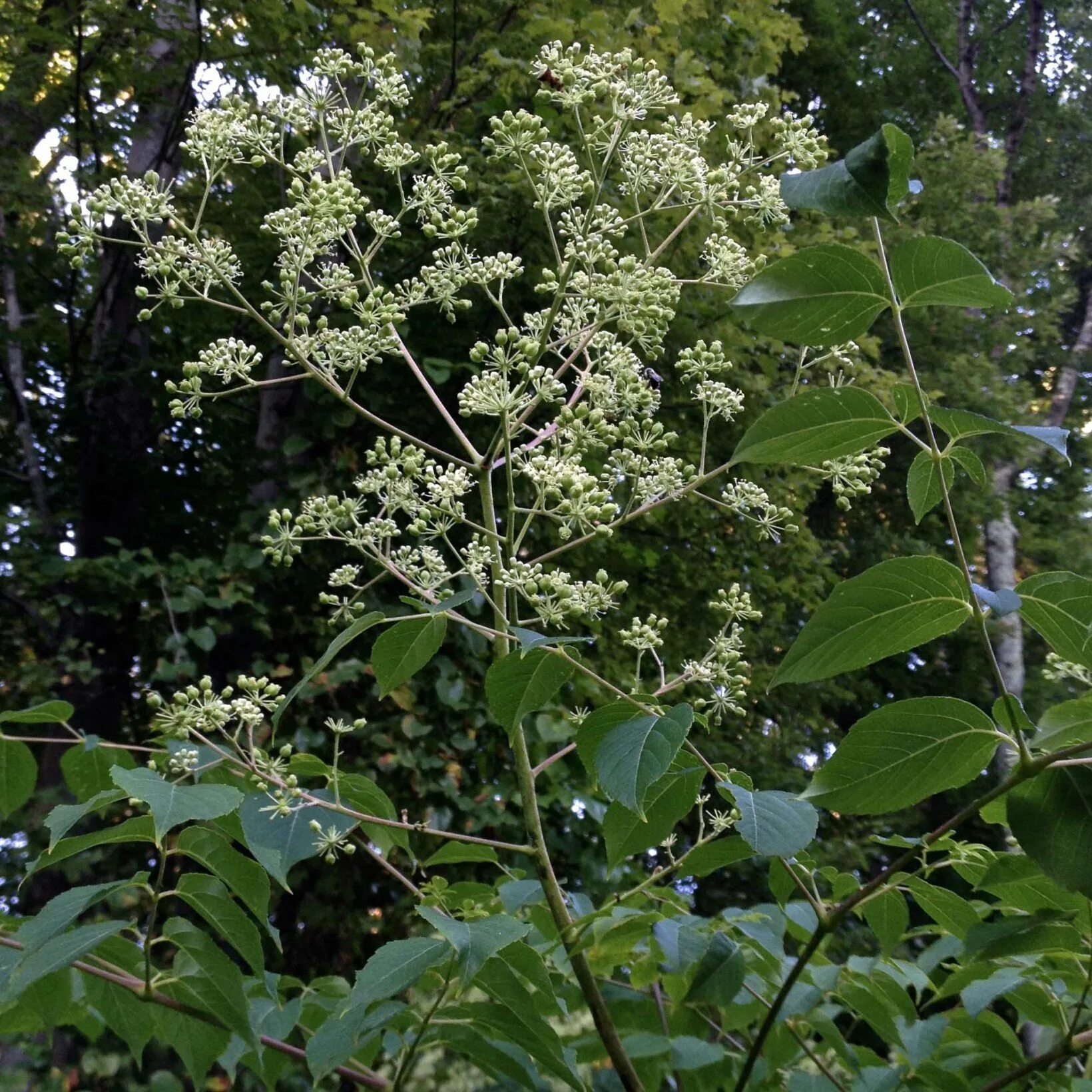 Аралия высокая. Аралия колючая (Aralia spinosa). Маньчжурская Аралия маньчжурская. Аралия маньчжурская (Aralia mandshurica). Маньчжурская Акация.