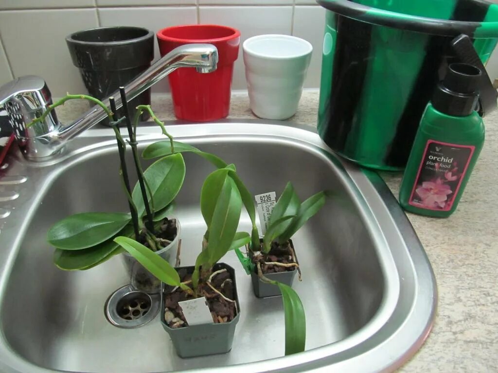 Как ухаживать за орхидеями полив. Орхидея фаленопсис полив. Фитильный полив орхидей. Полив орхидеи погружением. Автополив для орхидей.