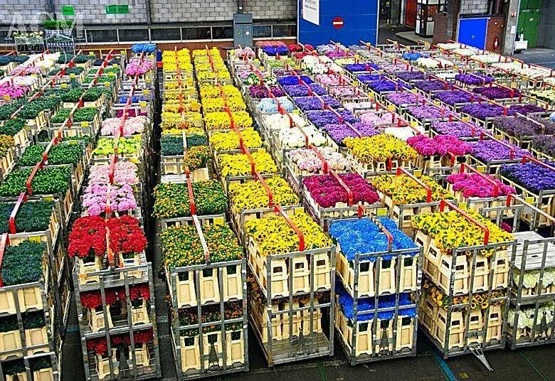 Алсмер Нидерланды. Цветочный аукцион FLORAHOLLAND В Голландии. Цветочная плантация Колумбия. Склад цветов. Склад цветов воронеж