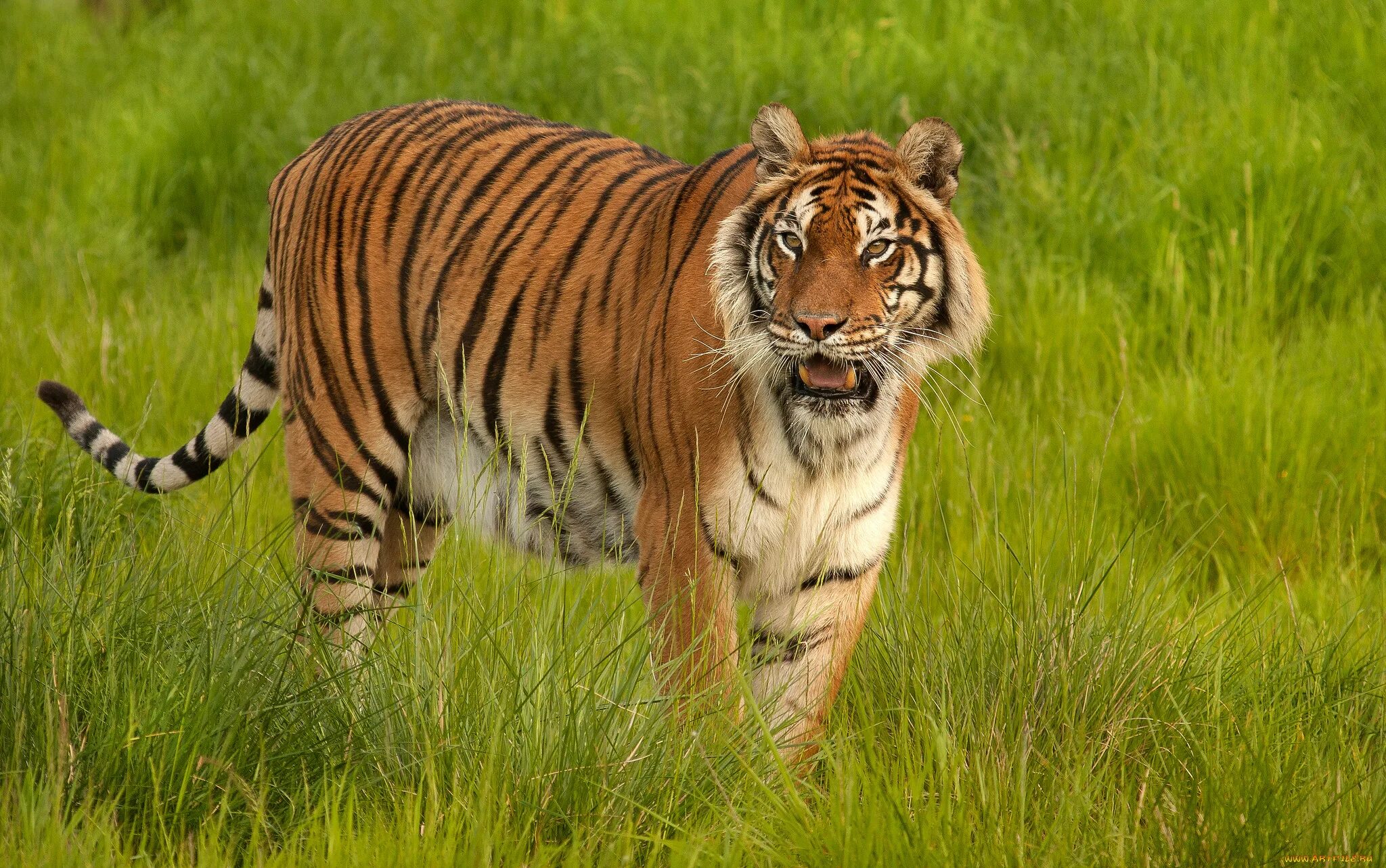 Tiger grass color