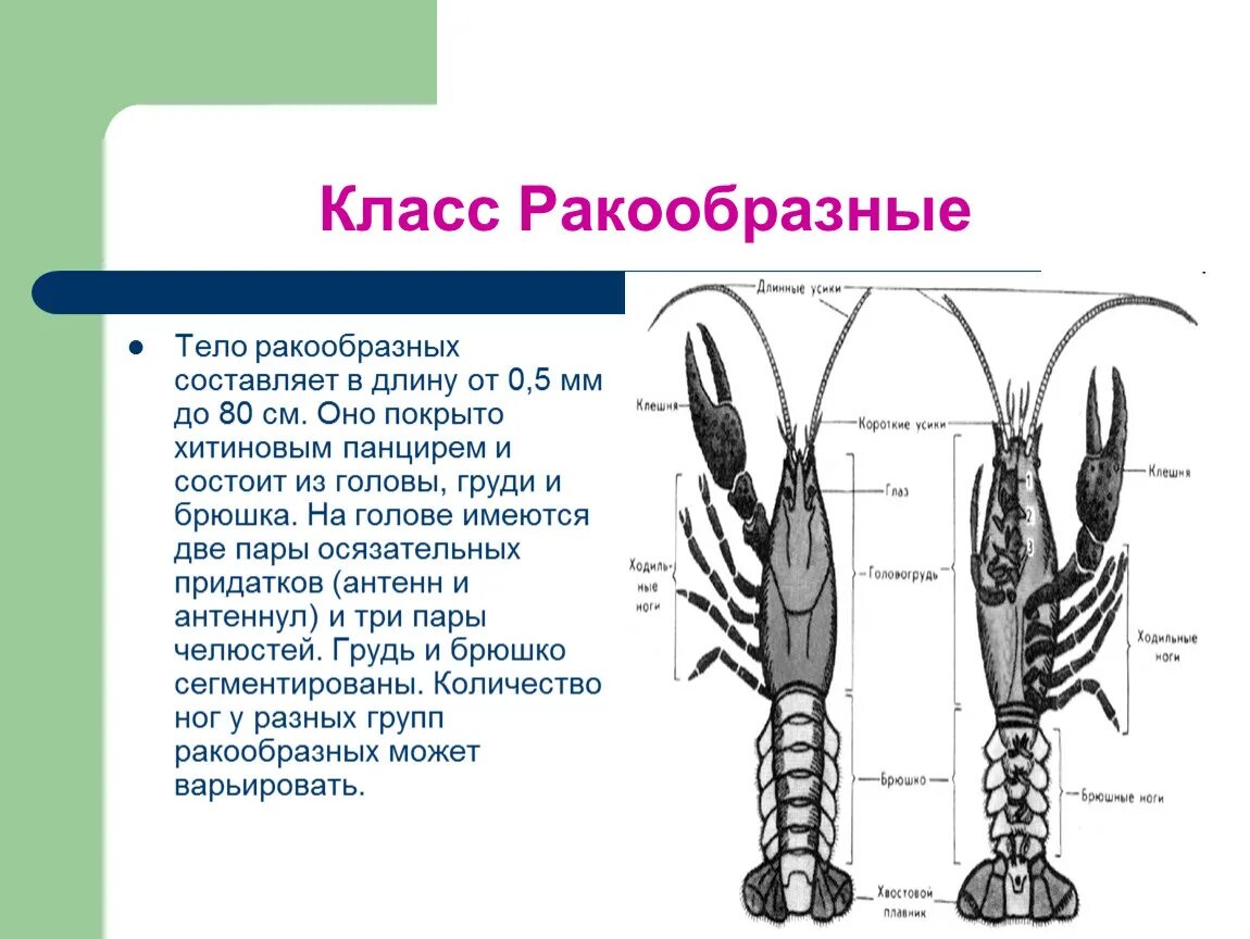 Характеристика класса ракообразные 7 класс. Ракообразные строение тела. Класс ракообразные 7 класс. Форма тела ракообразных.