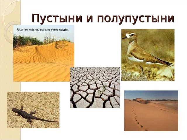 Урок 8 класс пустыни и полупустыни. Тропические пустыни и полупустыни. Пустыни и полупустыни России животный мир. Обитатели пустыни и полупустыни. Животный мир пустынь и полупустынь.