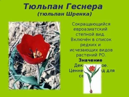 Почему тюльпаны в красной книге