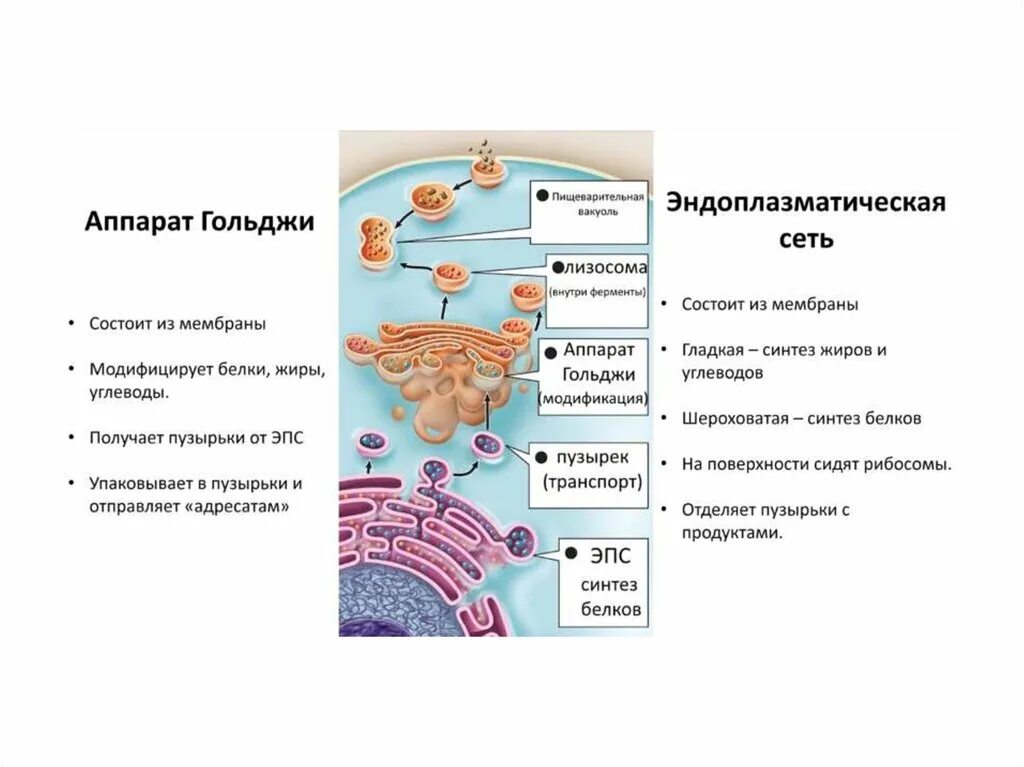 Синтез белка шероховатая эпс. Клеточная мембрана ЭПС комплекс Гольджи. Везикулы образует комплекс Гольджи. Аппарат Гольджи гладкая эндоплазматическая.