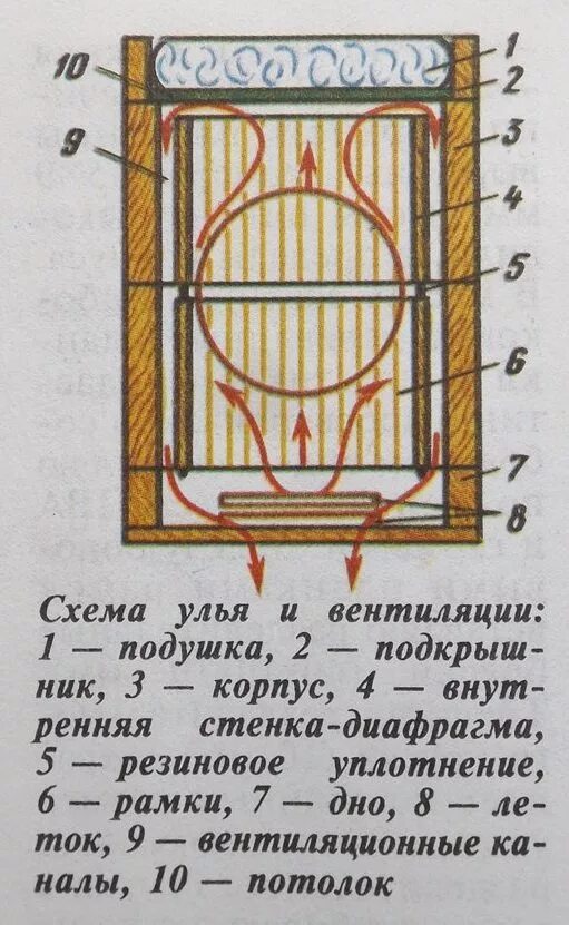 Матки попощницы в двухкорпусных ульях клуб любителей улья bienenhaus Дзен