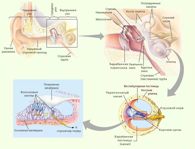 Составные части внутреннего уха. Схема механизм восприятия звука слуховым анализатором. Механизм восприятия слуха слуховой анализатор. Слуховой нерв в органе слуха функции. Механизм восприятия слуховых ощущений.