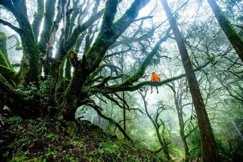 This is tree in the forest