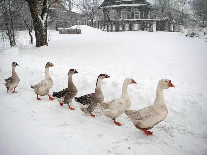 Два серых гуся. Собака кусь. Гуси идут гуськом. Клювы домашних птиц. Гусик мемы.
