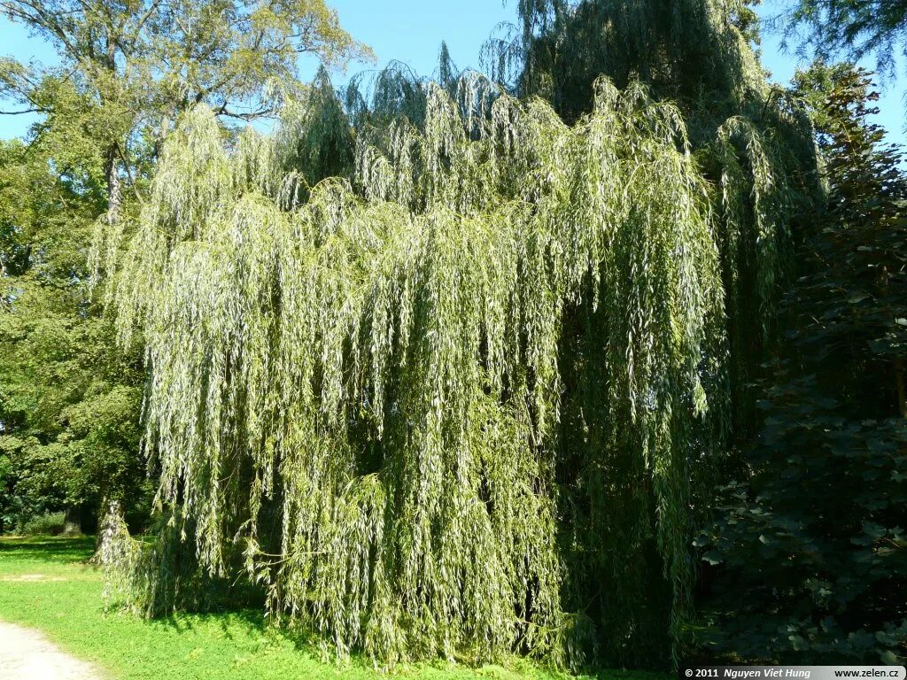 Виды названия ивы. Ива белая плакучая Salix Alba. Ива белая (Salix Alba). Salix Alba Ива плакучая. Ива белая серебристая Salix Alba.