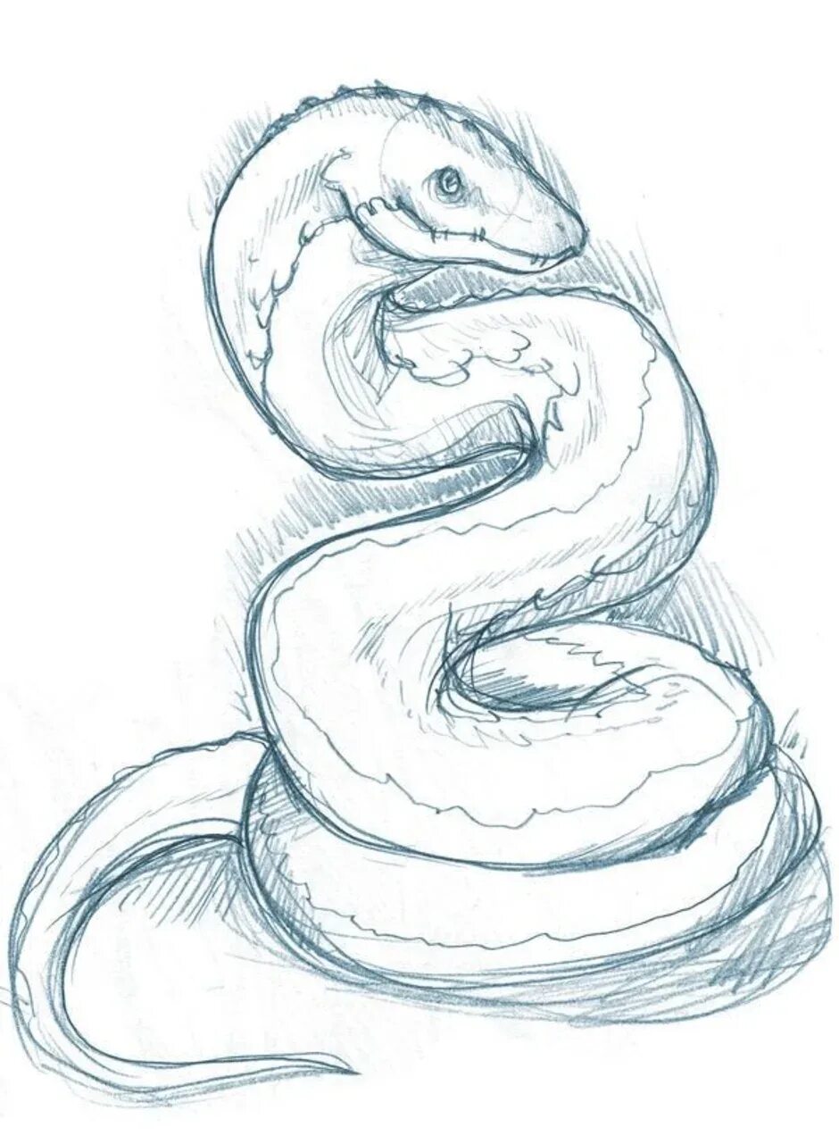 Простая змейка. Змея карандашом. Змея для срисовки. Змея рисунок карандашом для срисовки. Рисунок змеи для срисовки.