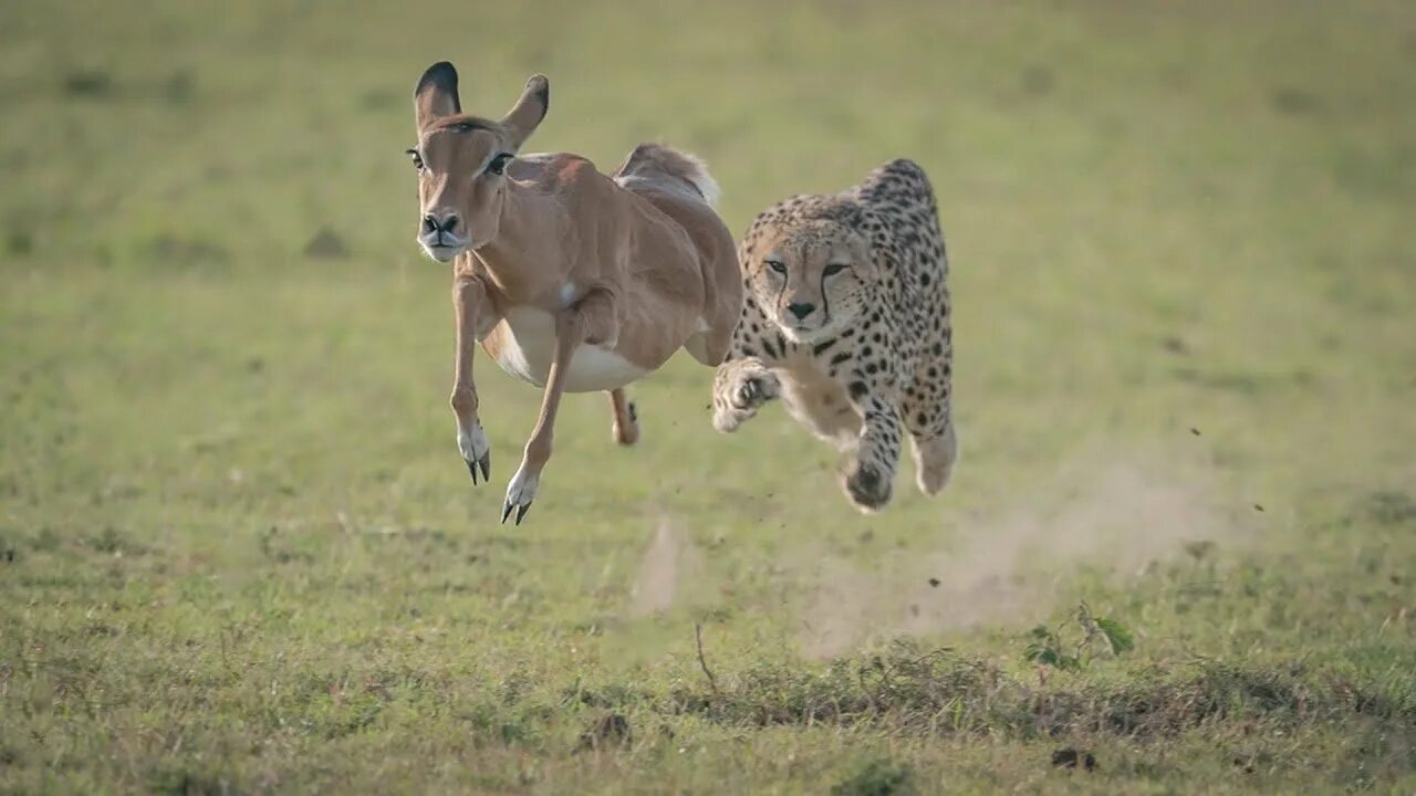 Быстрое животное. Самое быстрое животное. Самое быстрое животное в мире. Стремительные животные.