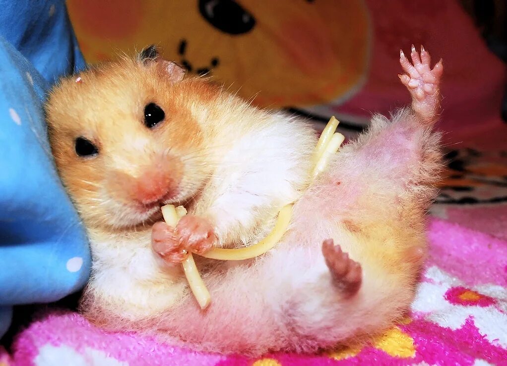 Хамяк. Хамяк. Хомяк джунгарик. Хамяк. Джунгарский хомяк хома.