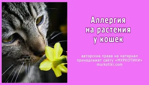 Как называется аллергия на кошек