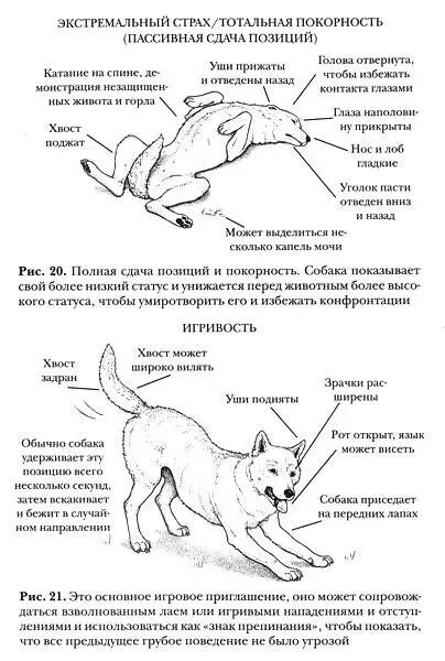 Как примирить собак. Сигналы языка тела собак. сигналы собак и их характеристики. язык жестов собак. язык тела щенка.
