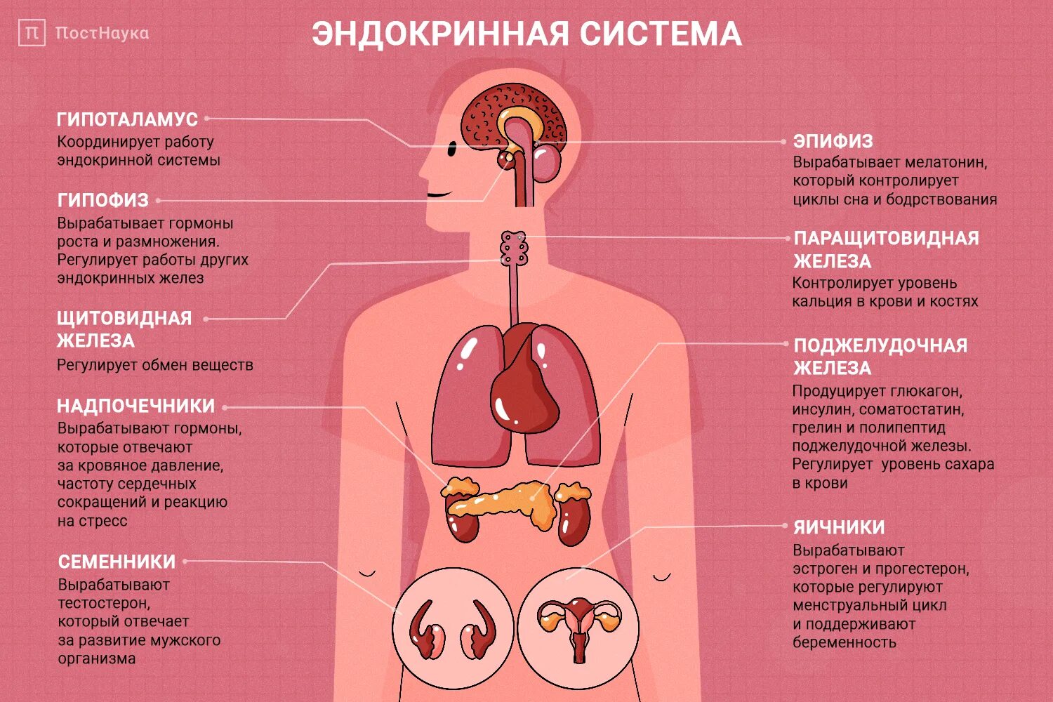 Что вырабатывают яичники. Эндокринная система человека выработка гормонов. Гормональные железы эндокринная система. Строение эндокринных желез физиология. Основные органы эндокринной системы человека.