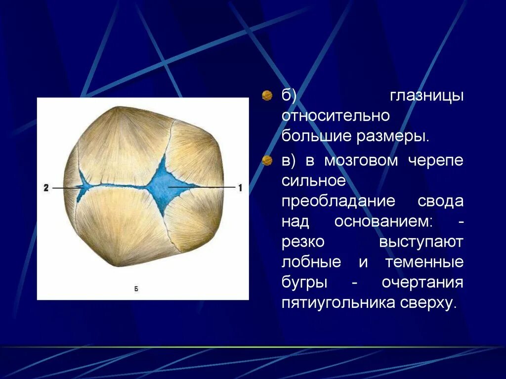 Кости черепа. Размеры большого родничка. Родничок между теменными костями.