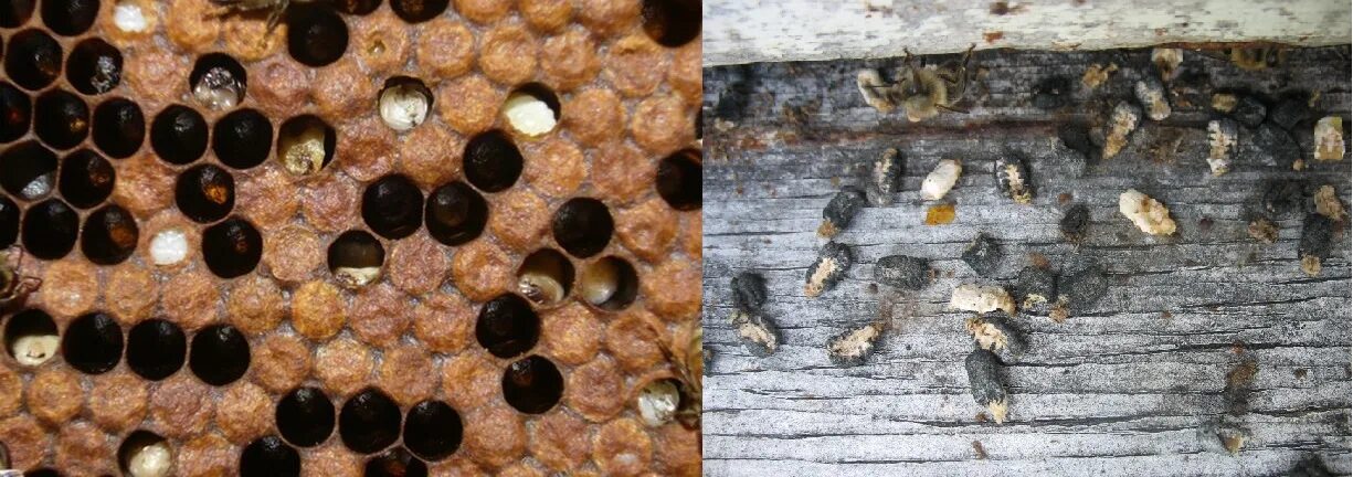 Как еще называют болезнь пчел. Каменный расплод у пчел. Болезни пчел мешотчатый расплод. Европейский гнилец. Известковый расплод у пчел.