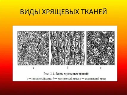 Суставный хрящ тип ткани