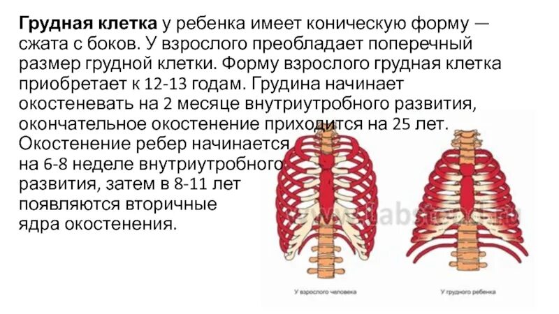 Коническая форма грудной клетки у детей норма. Коническая форма грудной клетки. Конусообразная форма грудной клетки. Сжатая с боков грудная клетка. Грудная клетка у ребенка норма