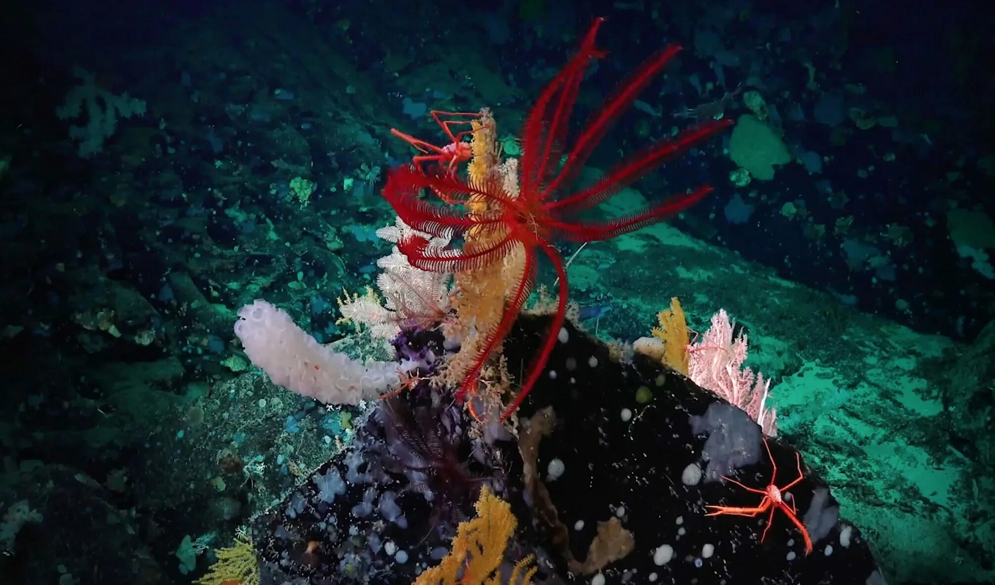 Группа морских организмов на дне океана. Глубоководные обитатели. Морские животные на дне океана. Тихоокеанские обитатели. Глубоководное Морское дно.
