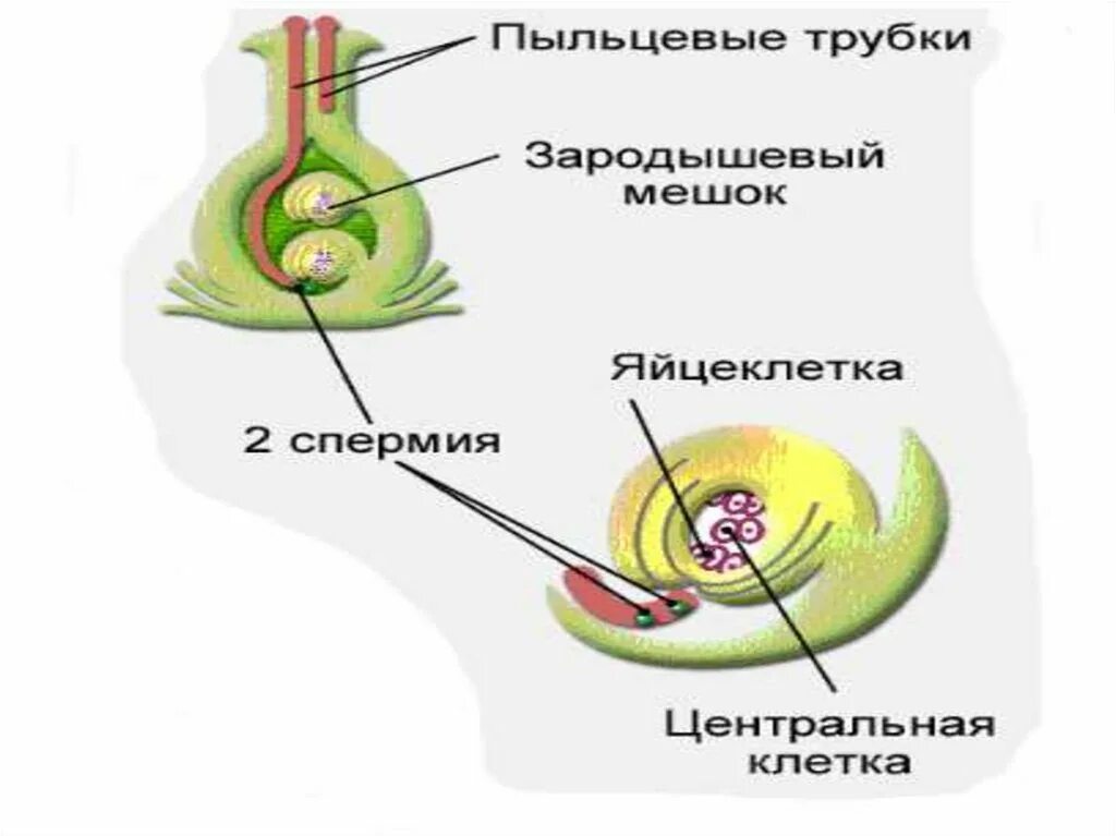 Урок размножение 6 класс. Биология 6 класс тема оплодотворение растений. Оплодотворение у цветковых растений. Двойное оплодотворение у цветковых растений. Размножение и оплодотворение у растений.