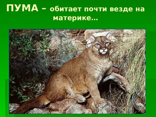 Где живет пума на каком материке. Пума южная америка. пума северной америки. животное северной америки пума. пума обитает.