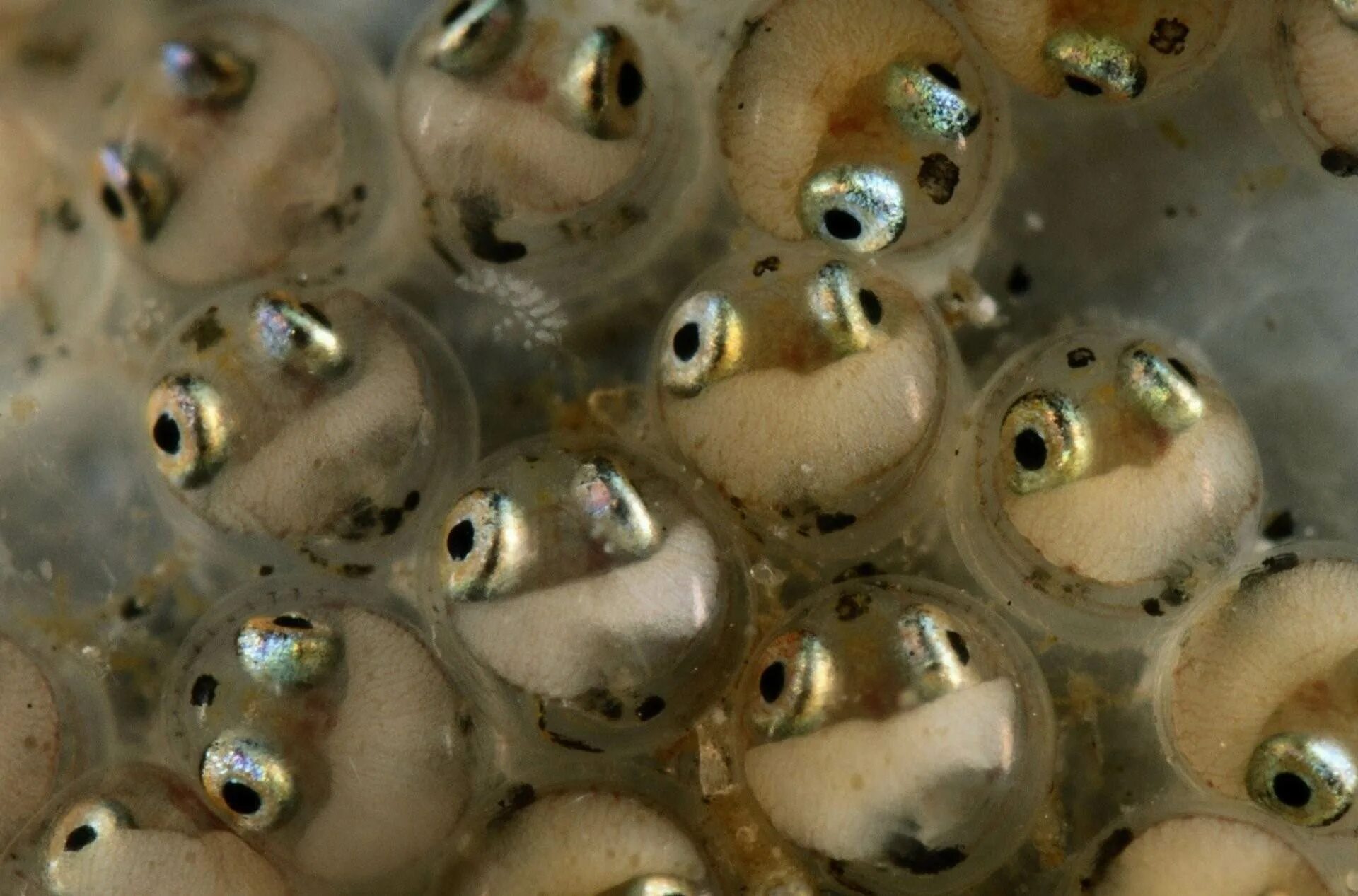 Головастик это личинка лягушки. Икринка головастик лягушка. Икринка малек рыба. Икринка – личинка – малек…. Рыба откладывающая икру в моллюске