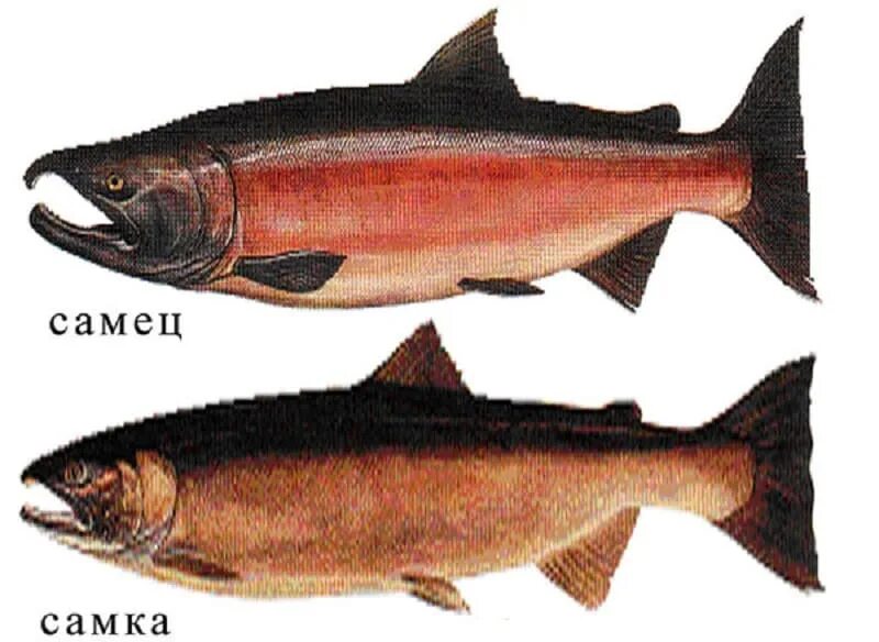 Самец горбуши как отличить. Кета нерка кижуч чавыча. Рыба семейства лососевых кижуч. Отряд Лососеобразные кижуч. Красная рыба кижуч.
