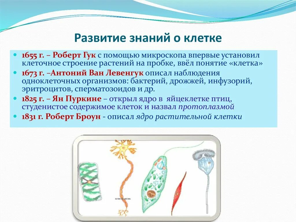 Первые клетки возникли. Развитие знаний о клетке. Этапы развития клетки. Основные этапы развития знаний о клетке. Развитие знаний о клеточном строении организмов.