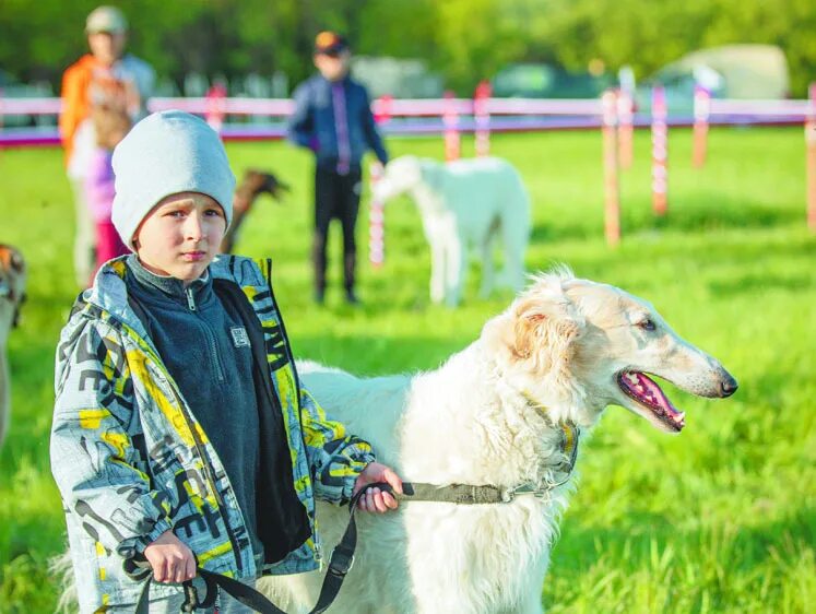 Выставка борзых собак. Грейхаунд выставка. Выставки борзых собак 2003 год. Выставка коров 2023.