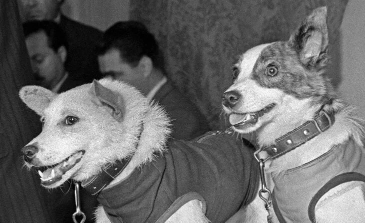 Белка и стрелка 1960. Белка и стрелка полёт в космос 1958. Белка и стрелка первые собаки в космосе. Собака белка.