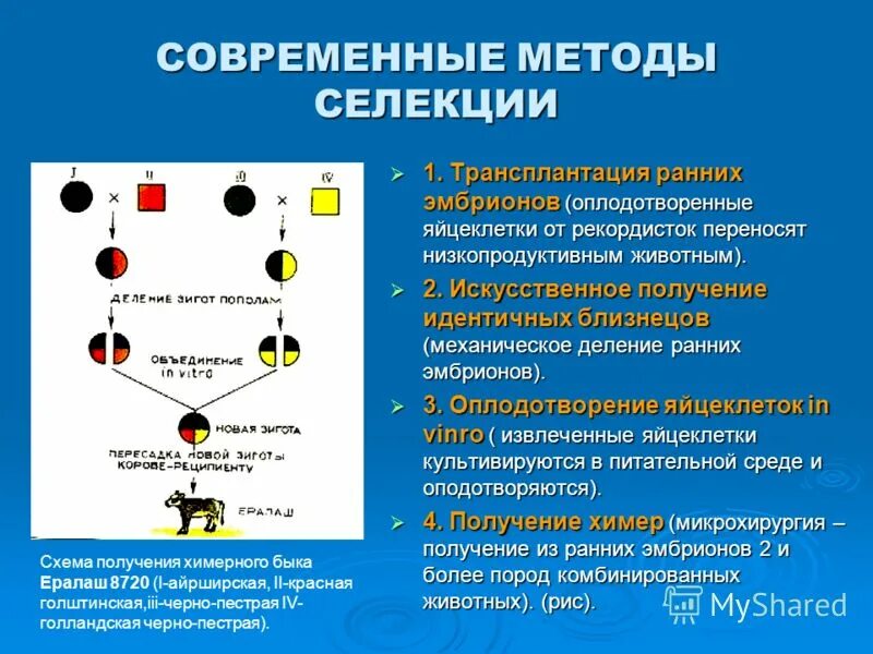 Трансплантация эмбрионов коров. Выведение новых пород домашних животных. Селекция методы современной селекции. Метод селекции животных. Достижения современной селекции животных.