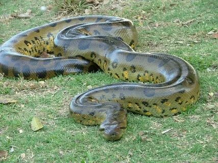 Big snake's