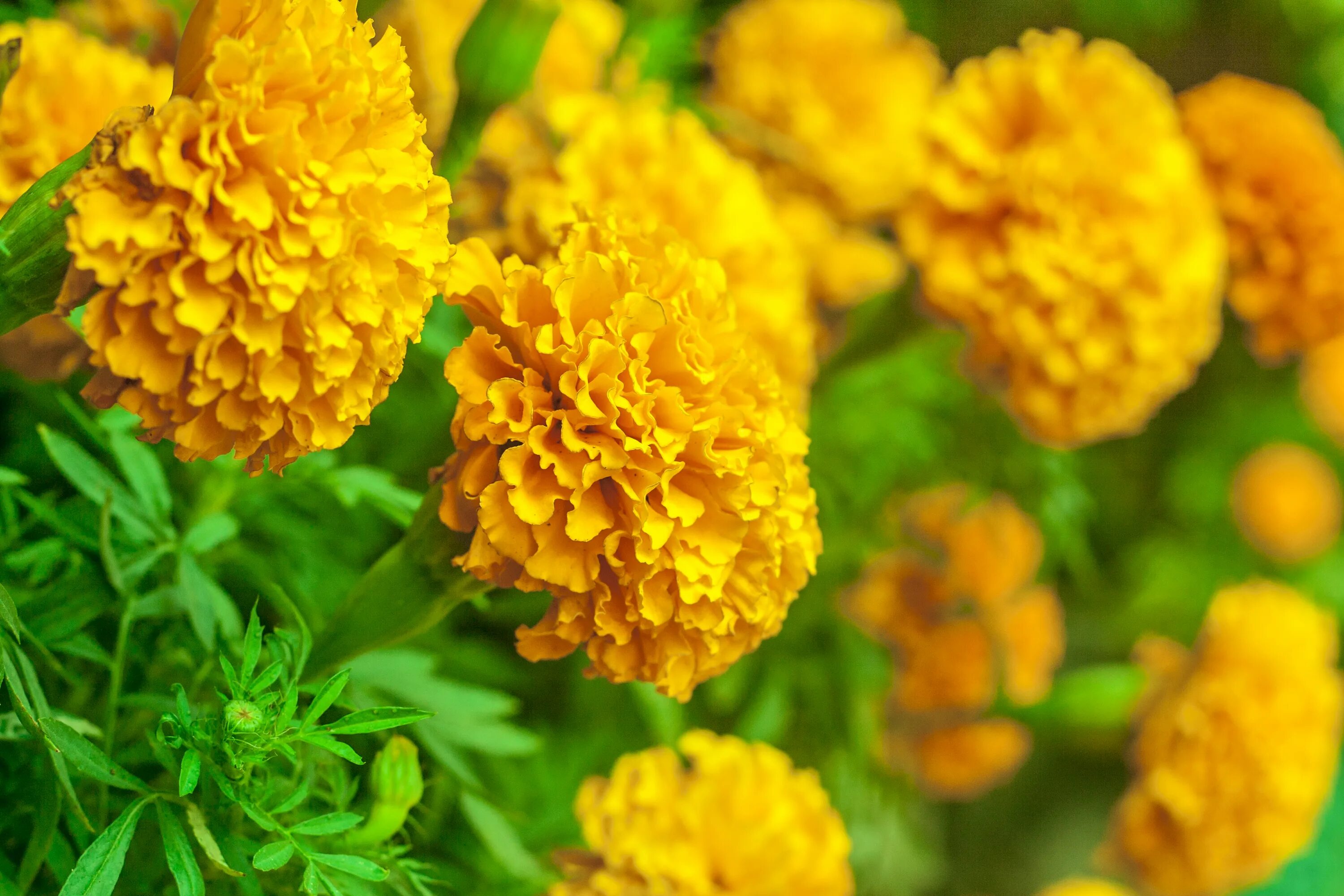 Цветы от сахарного диабета бархатцы. Бархатцы. Бархатцы. Бархатцы эректа. Бархатцы от сахарного диабета 2.