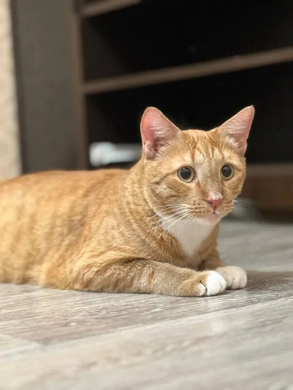 недавно ж. арнис лицитис. недавно ж. недавно ж. был в сети 5 лет назад.